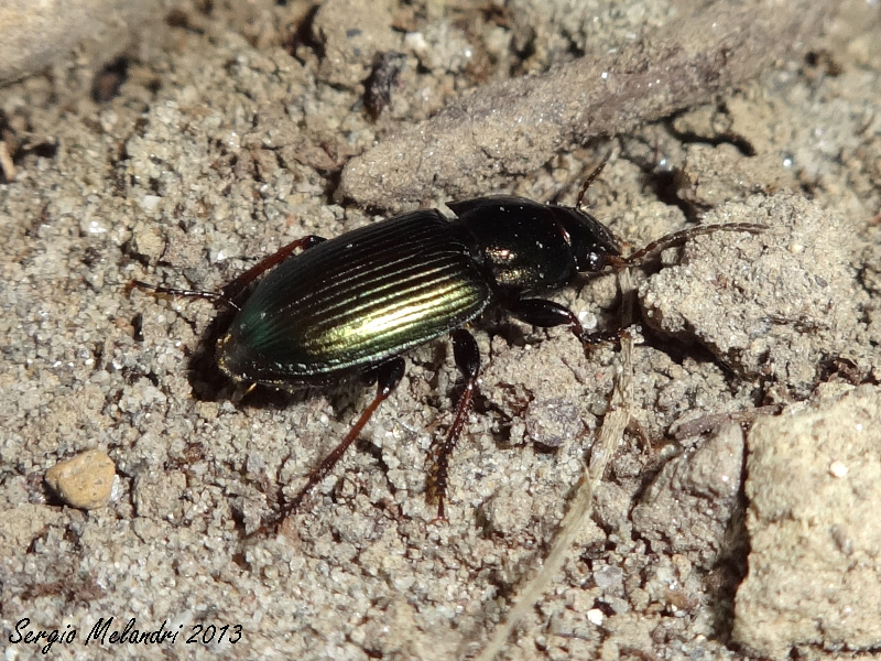 ID 2: Harpalus distinguendus
